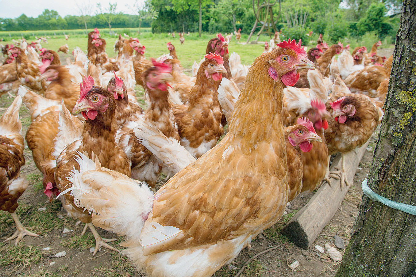 elevage-poules-plein-Eure-Loir_0_1400_904