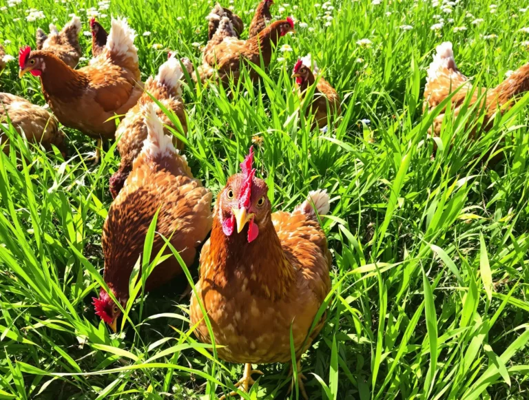 Photo partagée par 1Poule2Vie autour de ses poules